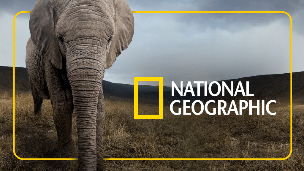 Elephant standing in a grassy savanna with a yellow National Geographic frame and logo overlaying the scene