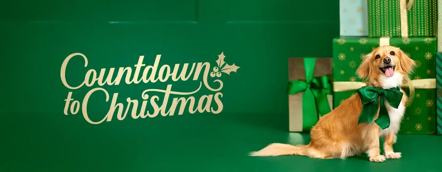 Golden dog wearing a green bow sits on a green floor beside stacked green gift boxes the wall features the words Countdown to Christmas in elegant white script