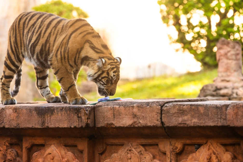 Young tiger on a stone ledge investigates a small blue object or plate on the wall outdoors