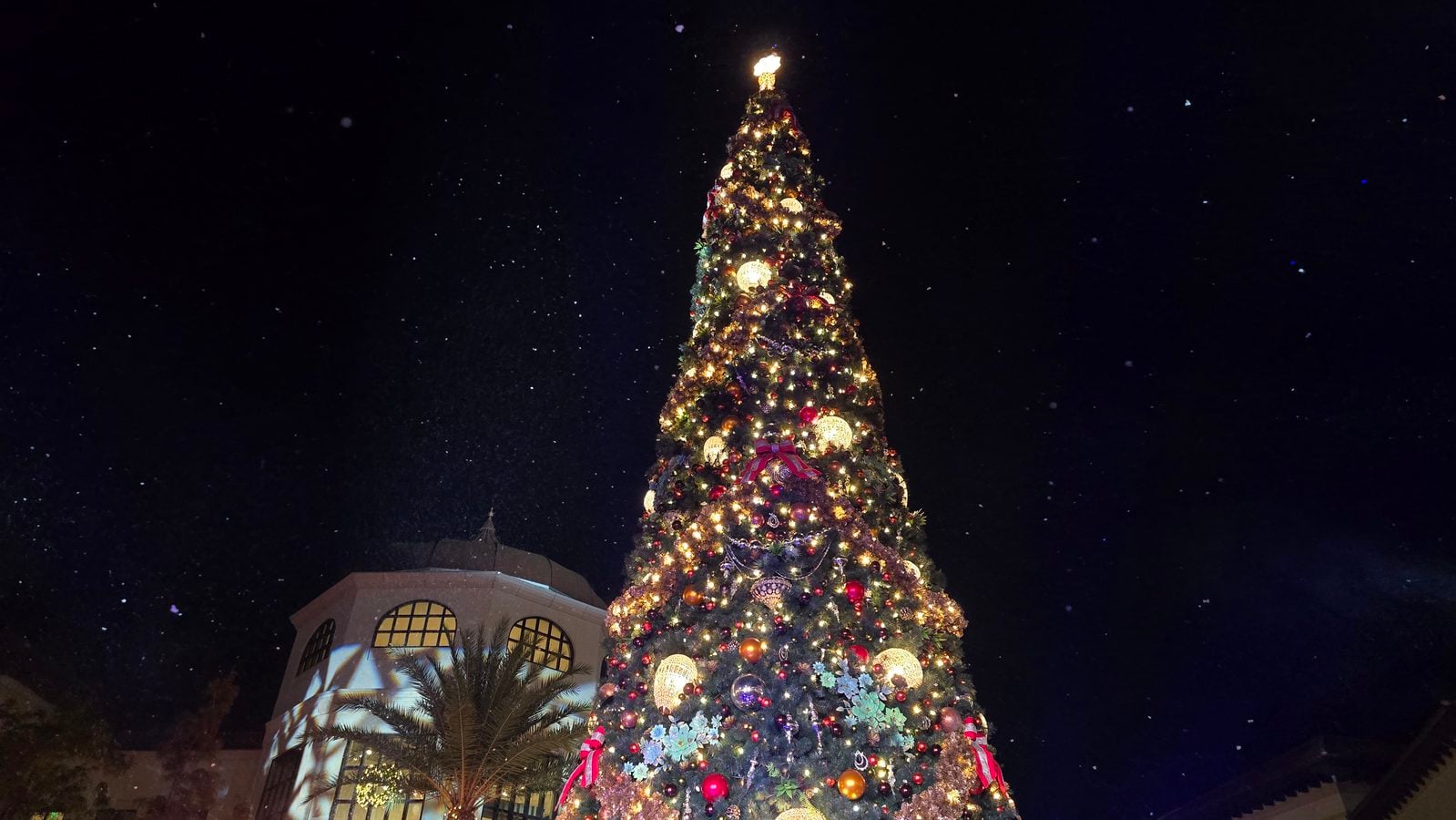 Tall illuminated Christmas tree adorned with lights and ornaments against a dark night sky beside a building