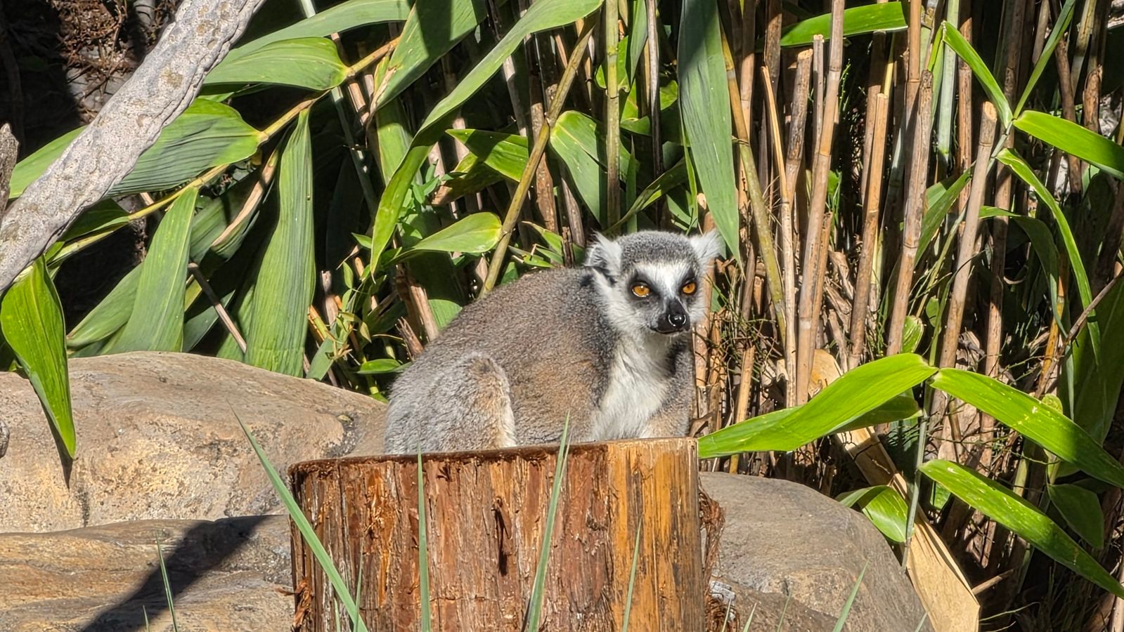 A ring tailed lemur sitting behind a tree stump in front of bamboo at Disney's Animal Kingdom