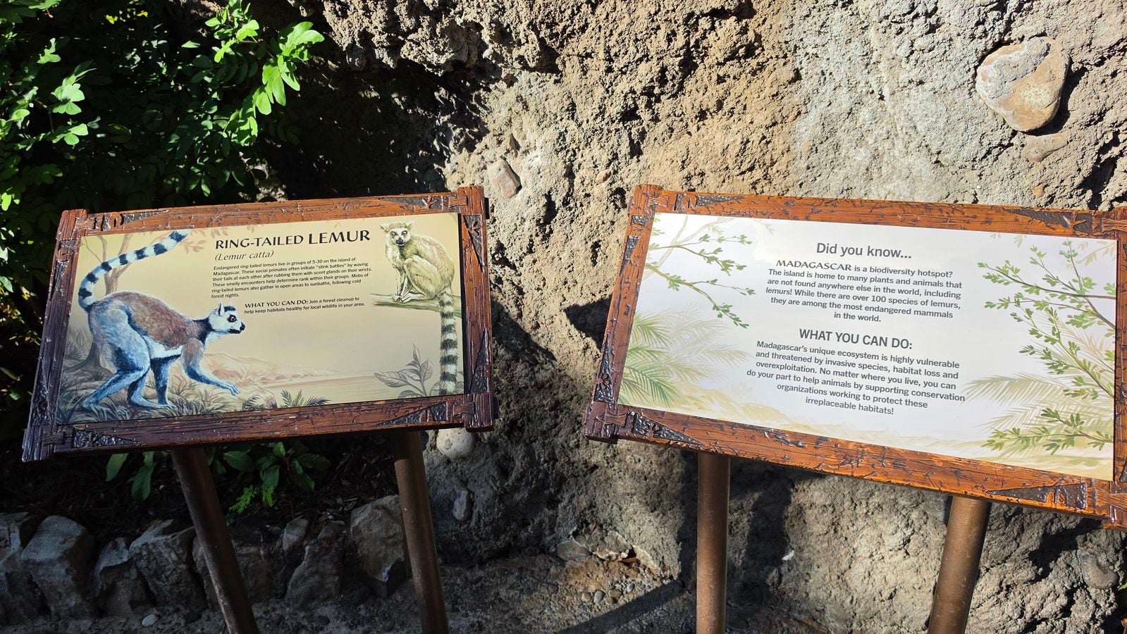 Two wooden framed educational signs mounted on metal posts set on rocky ground left panel shows a ring tailed lemur illustration right panel discusses Madagascar biodiversity