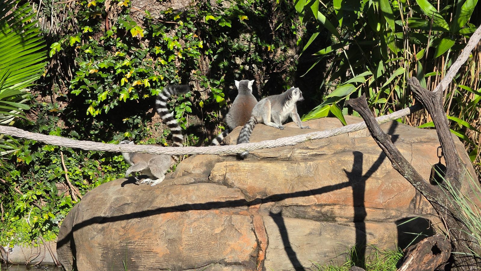 Three ring tailed lemurs sitting on the new rockwork under a climbing rope in the lemur habitat on Discovery Island