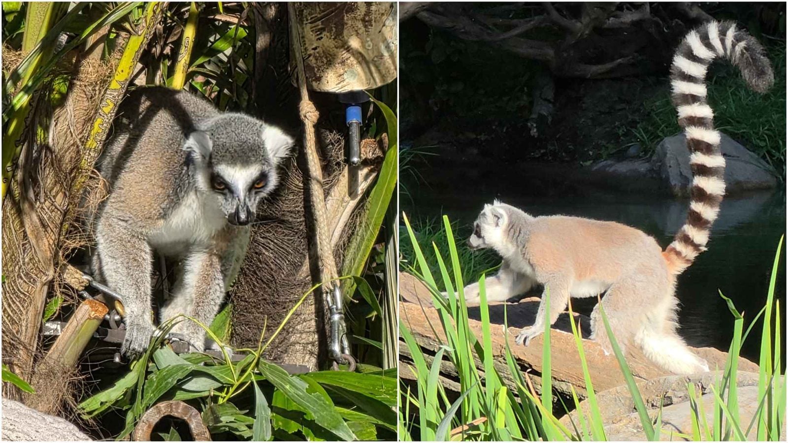 Two ring tailed lemurs in the refurbished habitat at Disney's Animal Kingdom, one in the trees and one walking on the rocks by the water