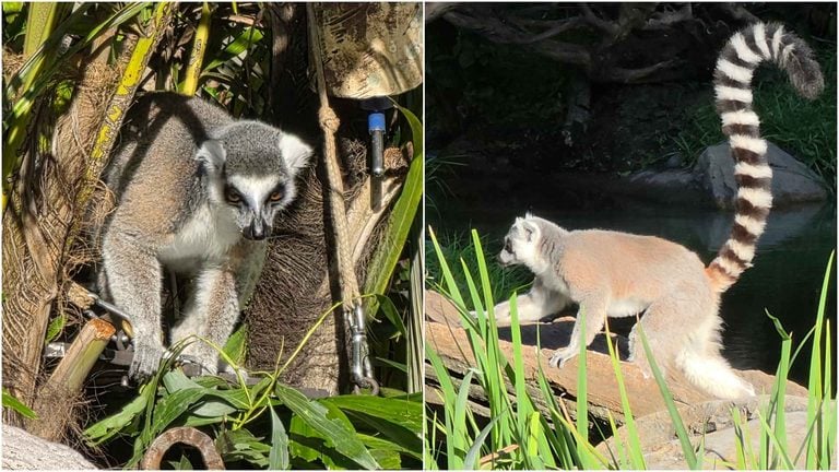 Ring-Tailed Lemurs Are Back at Disney's Animal Kingdom After Habitat Refurbishment